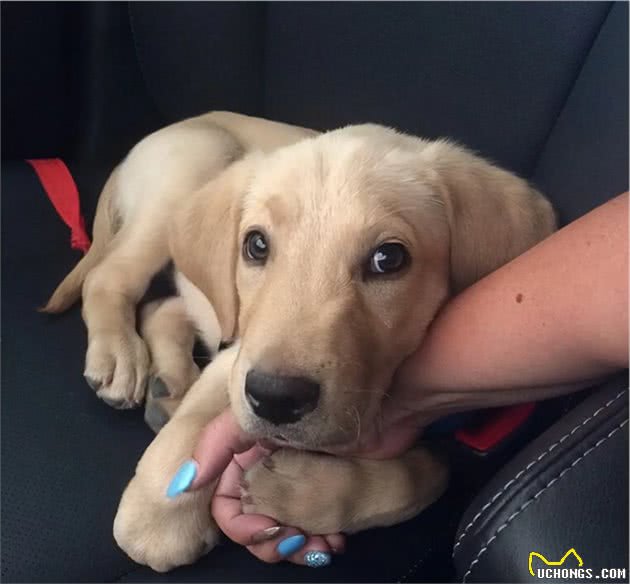 狗狗喜欢把爪子搭在人身上，其实是想告诉你这六件事