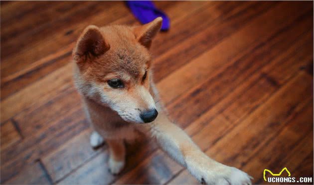 狗狗喜欢把爪子搭在人身上,其实是想告诉你这六件事