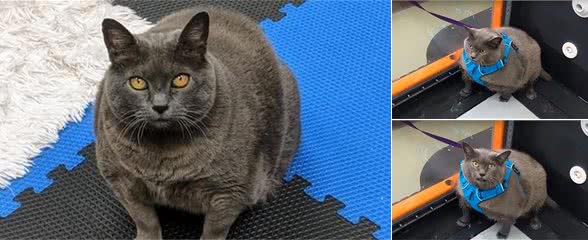 肥猫肥狗偷懒只用一条腿跑步，连笨重的蜥蜴都比它们积极N倍