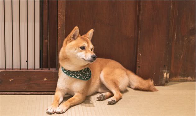 养宠经验：柴犬口臭是什么原因