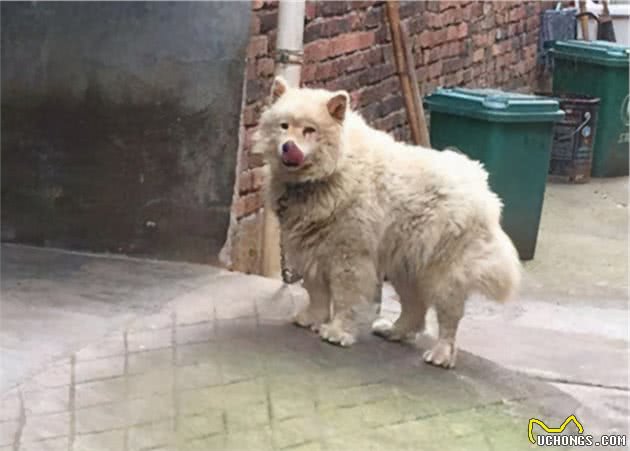 为什么宠物狗经常走丢，而田园犬不会？背后是有原因的