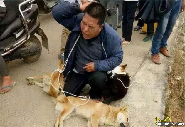 为什么宠物狗经常走丢，而田园犬不会？背后是有原因的