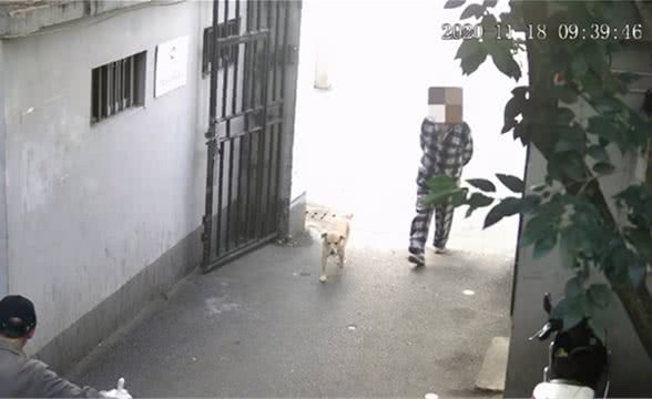 遛狗不牵狗绳可能会被抓拍！虹口警方试点新系统规范养犬行为