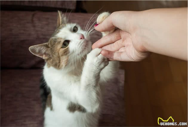 猫咪犯错后该如何惩罚？这些招数，很有效