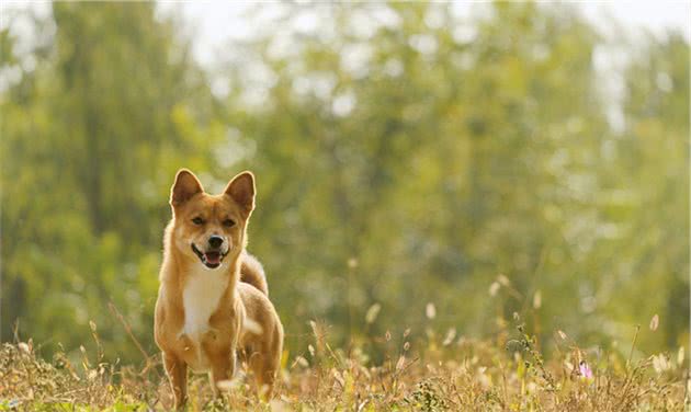 为什么说中华田园犬拥有“灵性”，只因这些表现