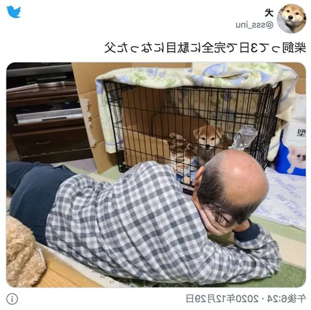 日本一父亲养柴犬第三天就完全被俘获！网友大呼：我懂你的感觉