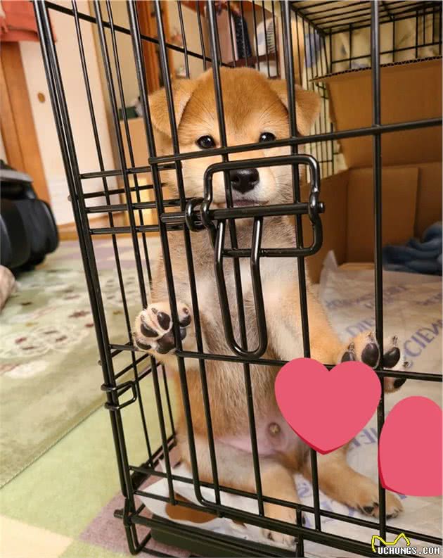 日本一父亲养柴犬第三天就完全被俘获！网友大呼：我懂你的感觉