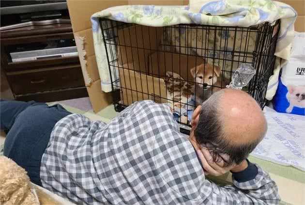 日本一父亲养柴犬第三天就完全被俘获！网友大呼：我懂你的感觉