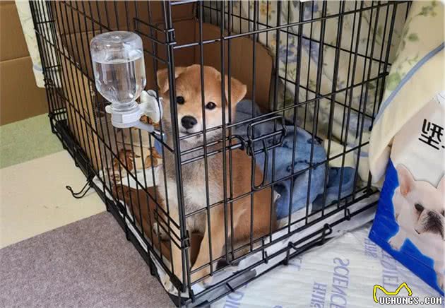 日本一父亲养柴犬第三天就完全被俘获！网友大呼：我懂你的感觉