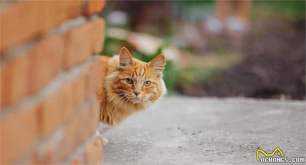 剪掉流浪猫一节耳朵，并不是伤害它们，而是在保护它们