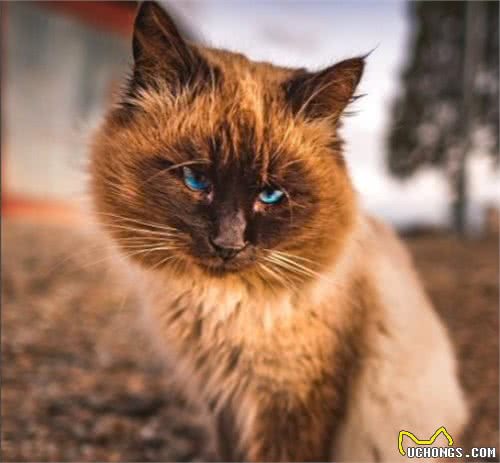 正确认识母犬发情期“例假”现象，以及猫咪出血是什么原因导致