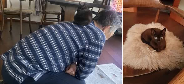 说好不再养猫！大叔见流浪小猫被乌鸦攻击，还是把猫咪带回家