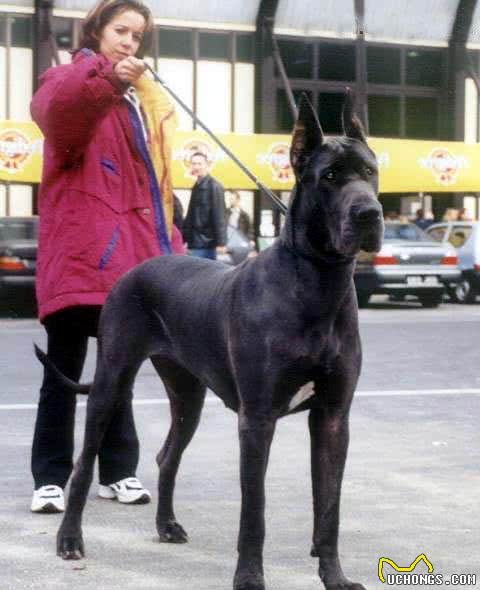 高大上的“大丹犬”