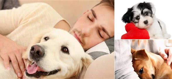 有这六种行为的狗狗，已经把你当成全世界了