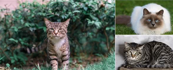 狸花猫“弃养率”高的几大原因，你知道吗