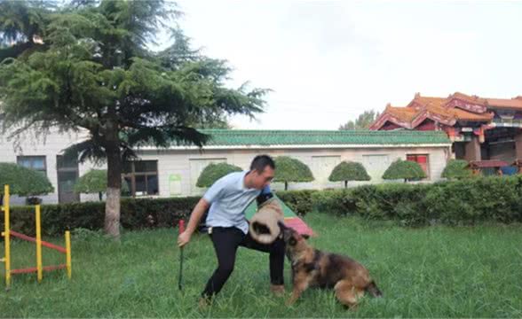 如何整治狗狗喜欢乱扑人的方法