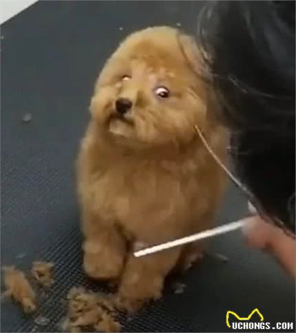 狗狗第一次美发,紧张的眼神害怕极了?狗子:别杀我,我妈有钱