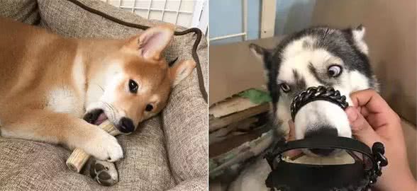 狗狗为啥总是钟情于主人的拖鞋