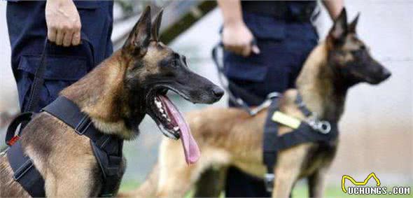 就算马犬有这5大优势，你也不敢养
