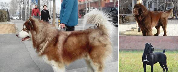 这5种狗看起来是猛汉，实际内心很温柔，是你家狗子吗？