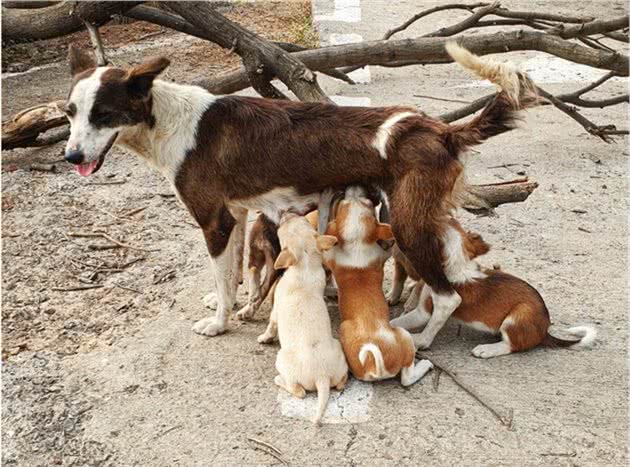 如何照顾新生幼犬？先了解五个最重要的基础常识