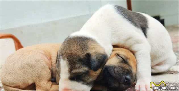 如何照顾新生幼犬？先了解五个最重要的基础常识