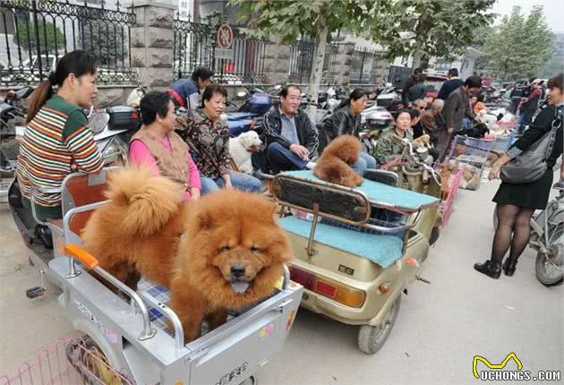 太吃亏了！直到现在才发现，这几种狗不能买