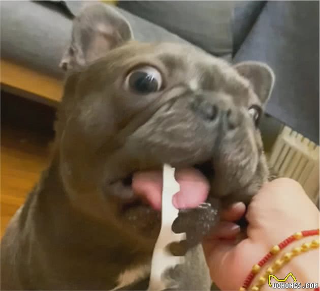 第一次养狗，什么狗最好养？