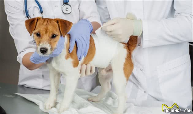 新手养狗最常犯的6种严重误区，建议收藏
