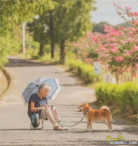 85岁奶奶和柴犬的日常晒照，一人一犬，相伴花海，美好又治愈