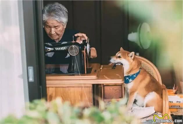 85岁奶奶和柴犬的日常晒照，一人一犬，相伴花海，美好又治愈