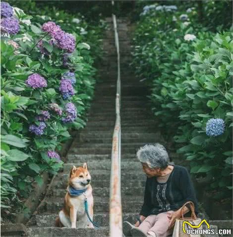 85岁奶奶和柴犬的日常晒照，一人一犬，相伴花海，美好又治愈