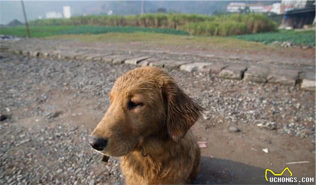 公益信息：免费发布流浪猫狗收养信息、寻狗启事，详情如下