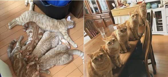 养五只橘猫是种什么样的体验？怕不是家里有矿吧