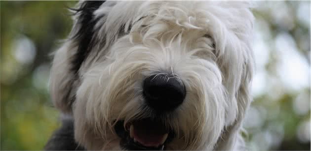 你认识古代牧羊犬吗？健壮而憨厚的它们，是人类可爱而憨厚的好友