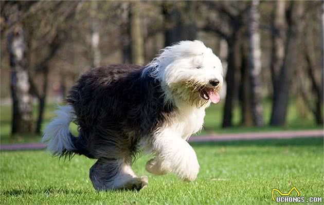 你认识古代牧羊犬吗？健壮而憨厚的它们，是人类可爱而憨厚的好友
