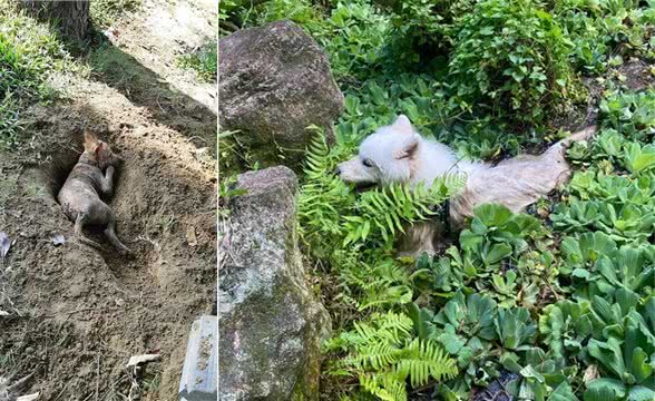 带狗子出门玩，结果…它差点把自己活埋了