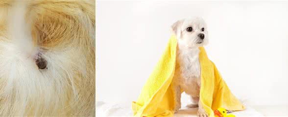 狗狗过夏剃毛是标配？当心剃光保护毛后皮肤疾病找上门！