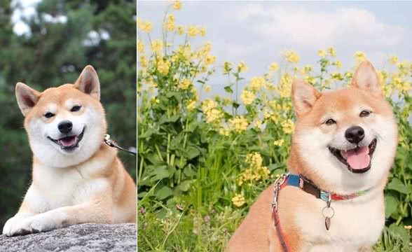 柴犬是小号秋田犬？别再傻傻分不清了