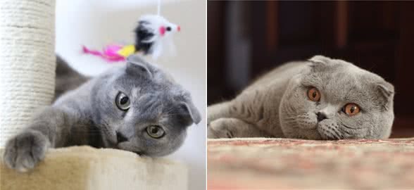 ?苏格兰折耳猫是基因突变的猫？不道德的繁殖实践？