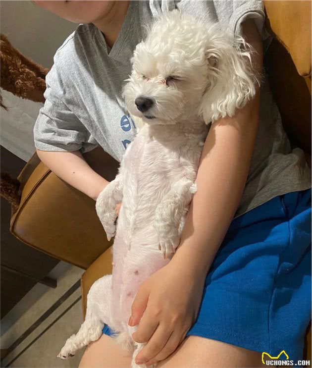狗狗以为自己被遗忘在了爷爷家，于是偷摸溜出门