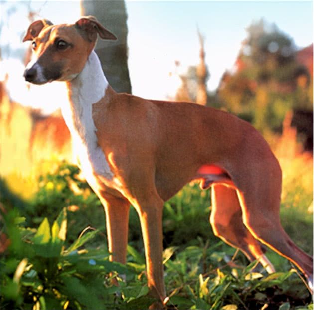 意大利灵缇犬(ItalianGreyhound)