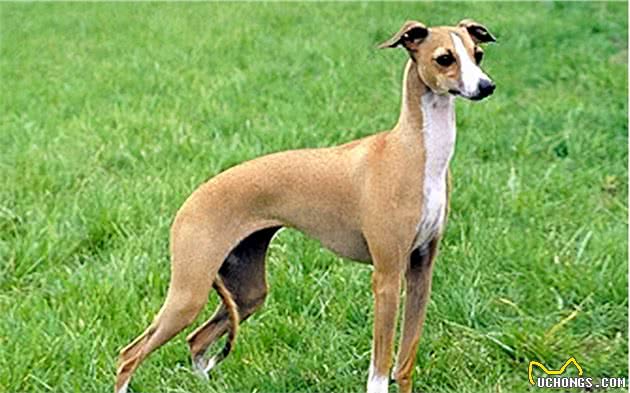 意大利灵缇犬(ItalianGreyhound)