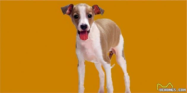 意大利灵缇犬(ItalianGreyhound)