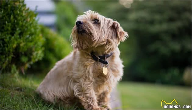 世界上名贵犬种清单（二）