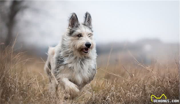 世界上名贵犬种清单（二）