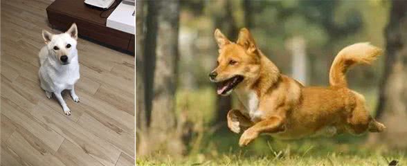 土狗野性强和喜欢自由，把土狗当宠物喂养不适合，用事实说话吧