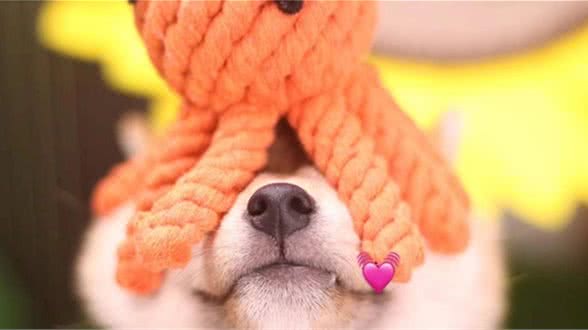 你家柴犬喜欢挖坑吗？柴犬挖坑的原因有哪些？