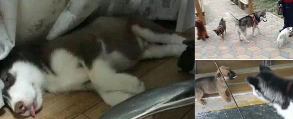 哈士奇欺负小奶狗被围攻，吓得抱住铲屎官，铲屎官：我太难了