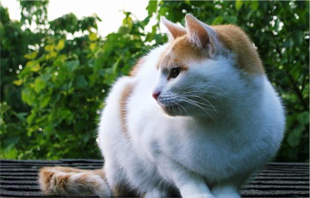 怎么训练重点色短毛猫不跳上床